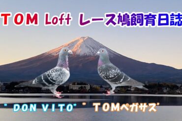 24 7 10（水）遠征に行かない鳩&コロナ陽性