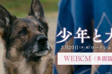 映画『少年と犬』WEBCM 多聞篇【3月20日(木・祝)公開】