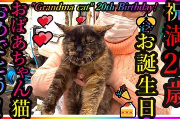 【祝】おばあちゃん猫！🎊満20歳の誕生日迎える事が出来ました！😸🎂【猫かわいい】【会津若松】"Grandma cat" 20th Birthday! Cat life from Japan !