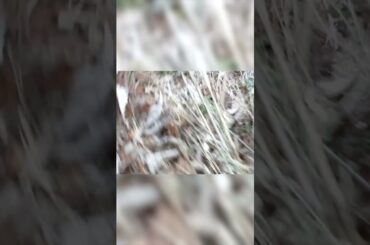 【震災を受け継ぐ】岩手・釜石市鵜住居町で撮影された津波　#東日本大震災　#shorts #津波　#tsunami #311