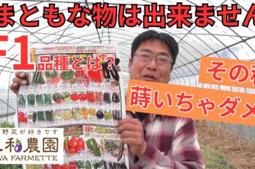 そんな種を蒔いてるの！？。知っていないと栽培はできません「F1品種とは？」（2025.3.13）
