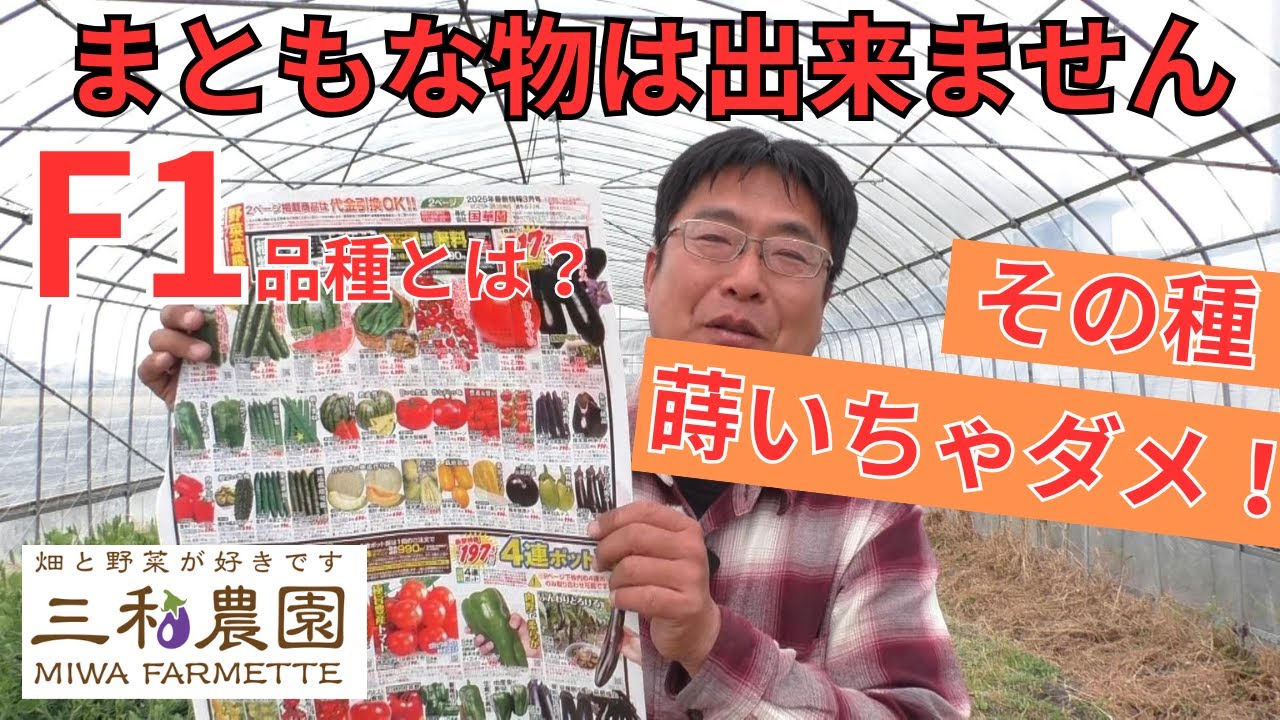 そんな種を蒔いてるの!?。知っていないと栽培はできません「F1品種とは?」(2025.3.13) そんな種を蒔いてるの!?。知っていないと栽培はできません「F1品種とは?」(2025.3.13)