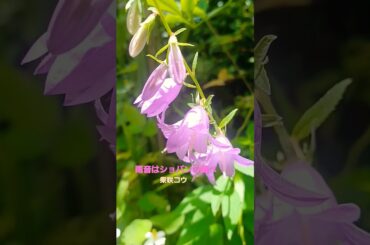 #柴咲コウ#雨音はショパンの調べ#飯田市 #飯田市 なんじゃもんじゃ#ソバナ#6 #柴咲コウ#雨音はショパンの調べ#飯田市 #飯田市 なんじゃもんじゃ#ソバナ#6