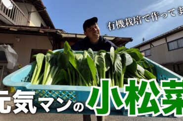 【有機栽培】元気マンの作る小松菜について