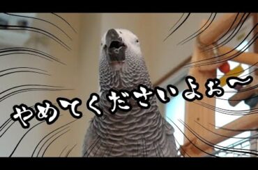 ヨウムに新しい年齢を教えたら圧を受けました【誕生日悲喜こもごも】