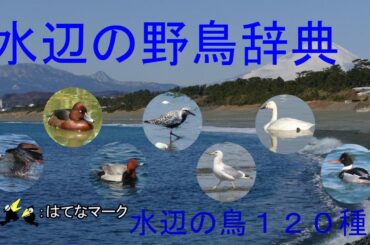 水辺の野鳥辞典
