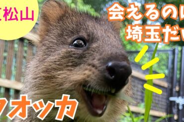 日本で埼玉だけ！！「世界一しあわせな動物」クオッカに会いに行こう♪【いまドキッ！埼玉】2025.3.15放送