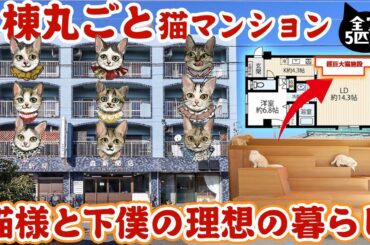 【人も住める猫可賃貸】猫のために作った超巨大設備！今日からこの部屋で下僕になります