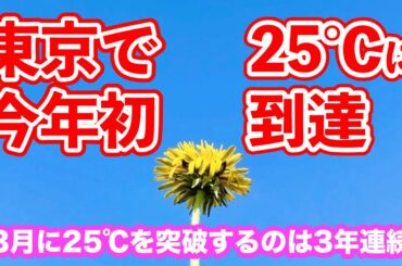 【今年初！】東京で25℃到達し夏日に