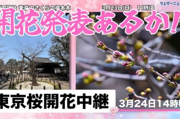 【ライブ】東京桜開花速報（3/24）＠靖国神社