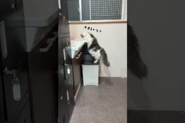 たまちゃん水遊び。#保護猫