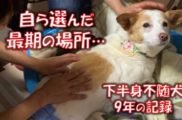 下半身不随犬マールは、今でも私の中で生きています。最後の最期にマール自身が選んだのは…