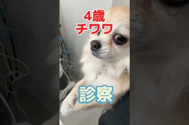 ワクチン接種をしに４歳のチワワとポメラニアンが動物病院にやってきた！