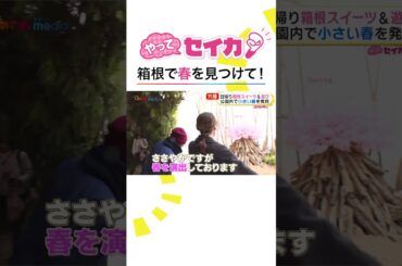 #井上清華 キャスターが桜咲く箱根で春探し #めざましテレビ #やってセイカ！