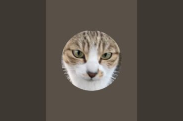 ドラ Bit がライブ配信中！