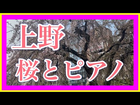 上野で 桜とピアノ演奏(菊池桃子さんの卒業 ショパンのノクターン)(2025.3.30)