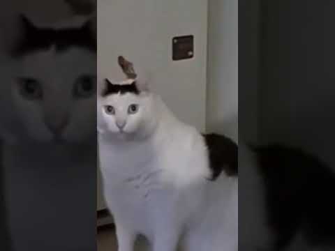 沢尻エリカ様