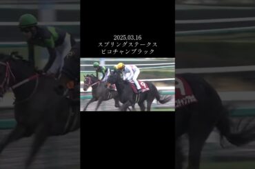 阜月賞へ視界良好!スプリングステークスー本番では1ミリもいらないらレース後コメント「後ろから行くレースを教えようとしましたって石橋のコメントが出るやろも#競馬 #競馬予想 #馬 #shorts