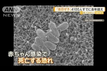 「百日ぜき」4100人　すでに去年超え【知っておきたい！】【グッド！モーニング】(2025年4月3日)