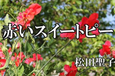 赤いスイートピー / 松田聖子 (歌詞入り)