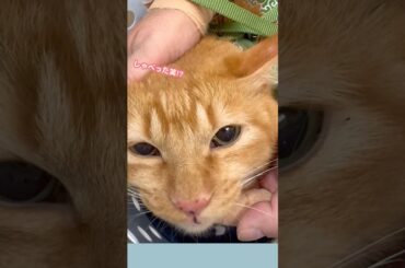 【ニャロ💢】これぞ猫🐈！！うなりながらのワクチン接種💉#ねこ