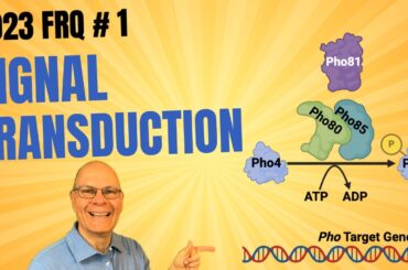 2023 FRQ 1 公開! シグナル伝達