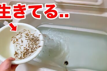 ドクターフィッシュと1週間生活して美肌になるのか検証した結果がヤバすぎた..！！