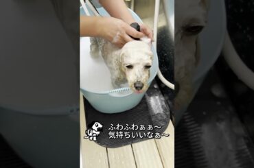 【FOAMY】気持ち良すぎるお風呂のヒミツ