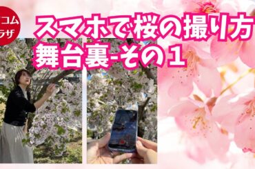 スマホで桜の撮り方　撮影の裏側その１