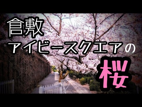 【倉敷美観地区】倉敷アイビースクエアの桜 【倉敷美観地区】倉敷アイビースクエアの桜