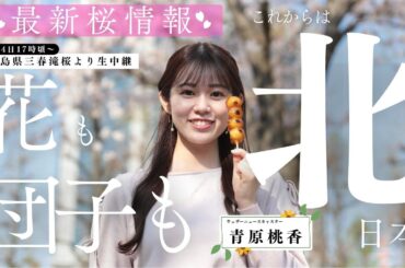 【特別配信】最新桜情報〜福島県三春滝桜より〜／2025年4月14日(月)17時頃から（青原桃香）
