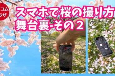 スマホで桜の撮り方　撮影の裏側その２　弁天ふれあいの森公園にて