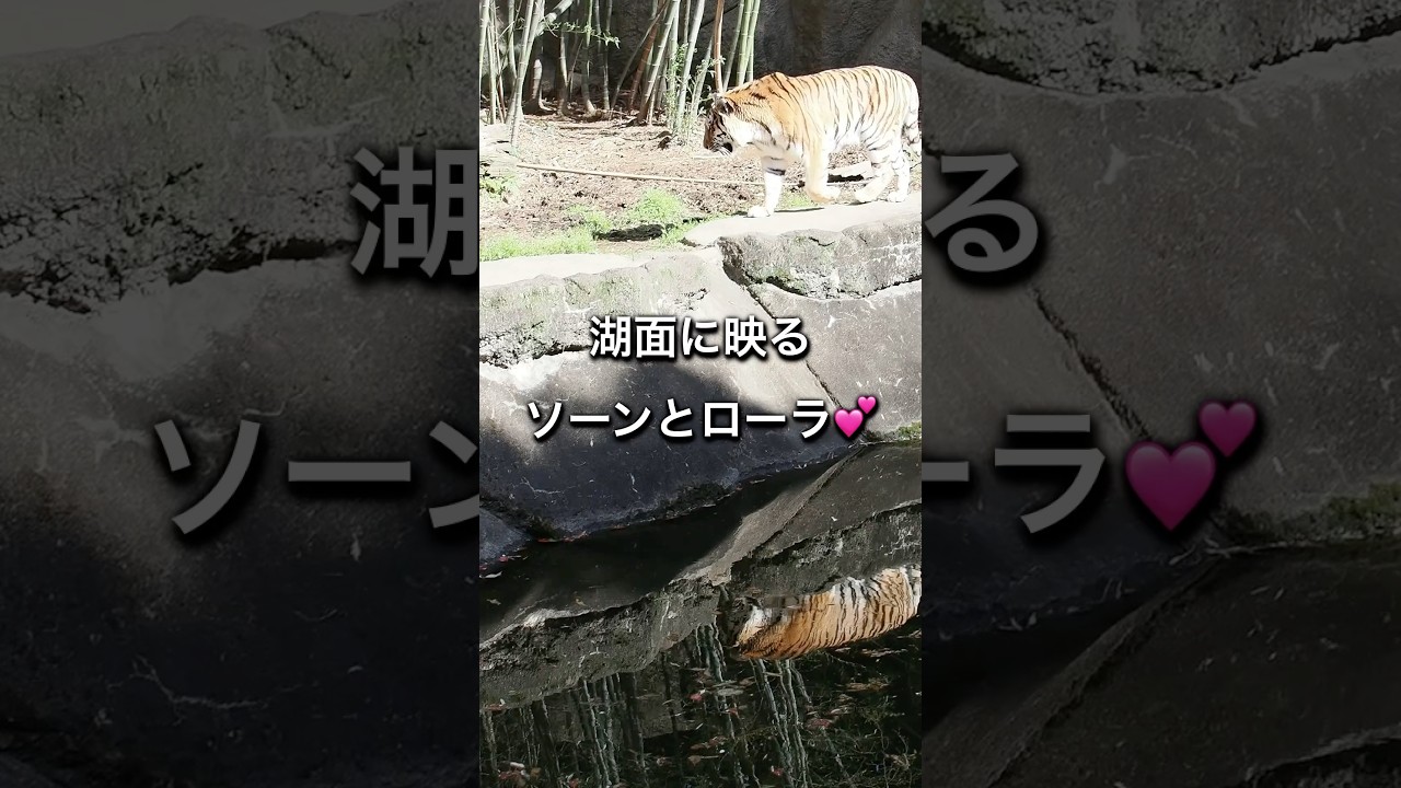 湖面に映るソーンとローラ💕【サプライズ】#はまzoo #ソーン #ローラ #ミラー