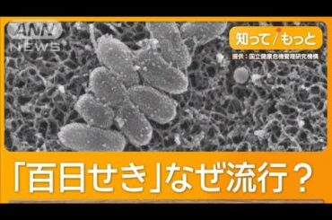 百日せき感染者が過去最多　「誰も予想できず」薬不足　ワクチン効果10年で大人も注意【もっと知りたい！】【グッド！モーニング】(2025年4月16日)