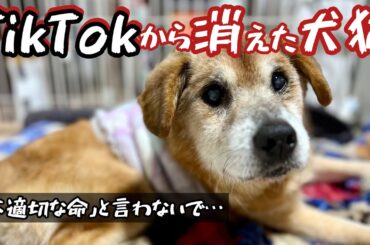 TikTokを辞めました。この子達が否定され続けるのに耐えきれず…