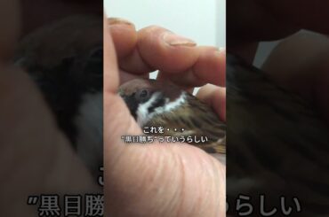 堀北真希を超える黒目勝チー　#shorts  #javasparrow #birdslover