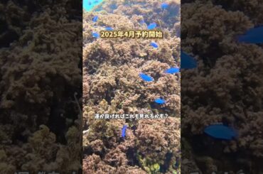 まだ沖縄県民も知らない海の生き物観察ツアー#沖縄観光 #沖縄旅行 #子連れ