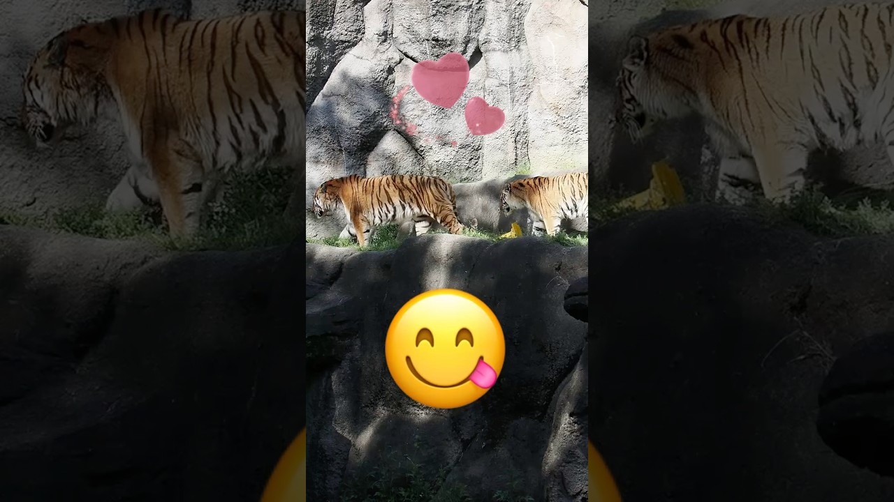 ローラとソーンの日常💕【ソーン頑張れ😋】 #同居 #はまzoo #のんほいパーク #アムールトラ #ローラ #ソーン #ローラ #旭山動物園
