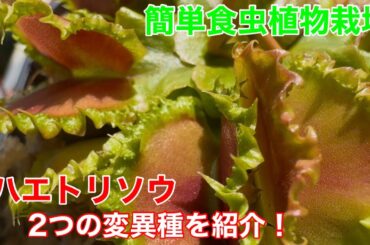 ハエトリソウ2つの変異種を紹介！
