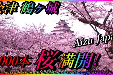 【会津若松】美しすぎる！会津鶴ヶ城『1000本桜』今見ごろ迎える! Cherry blossoms in full bloom! Aizu Tsurugajo Castle Japan【会津若松市】