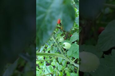 丸いミニトマトのはずなのに長ほそい変異種がそだった