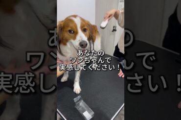 FOAMY体験会in北海道