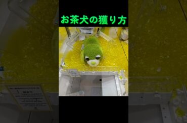 #ゲーセン #クレーンゲーム #攻略 #確率機 #お茶犬 #リョク  TikTok