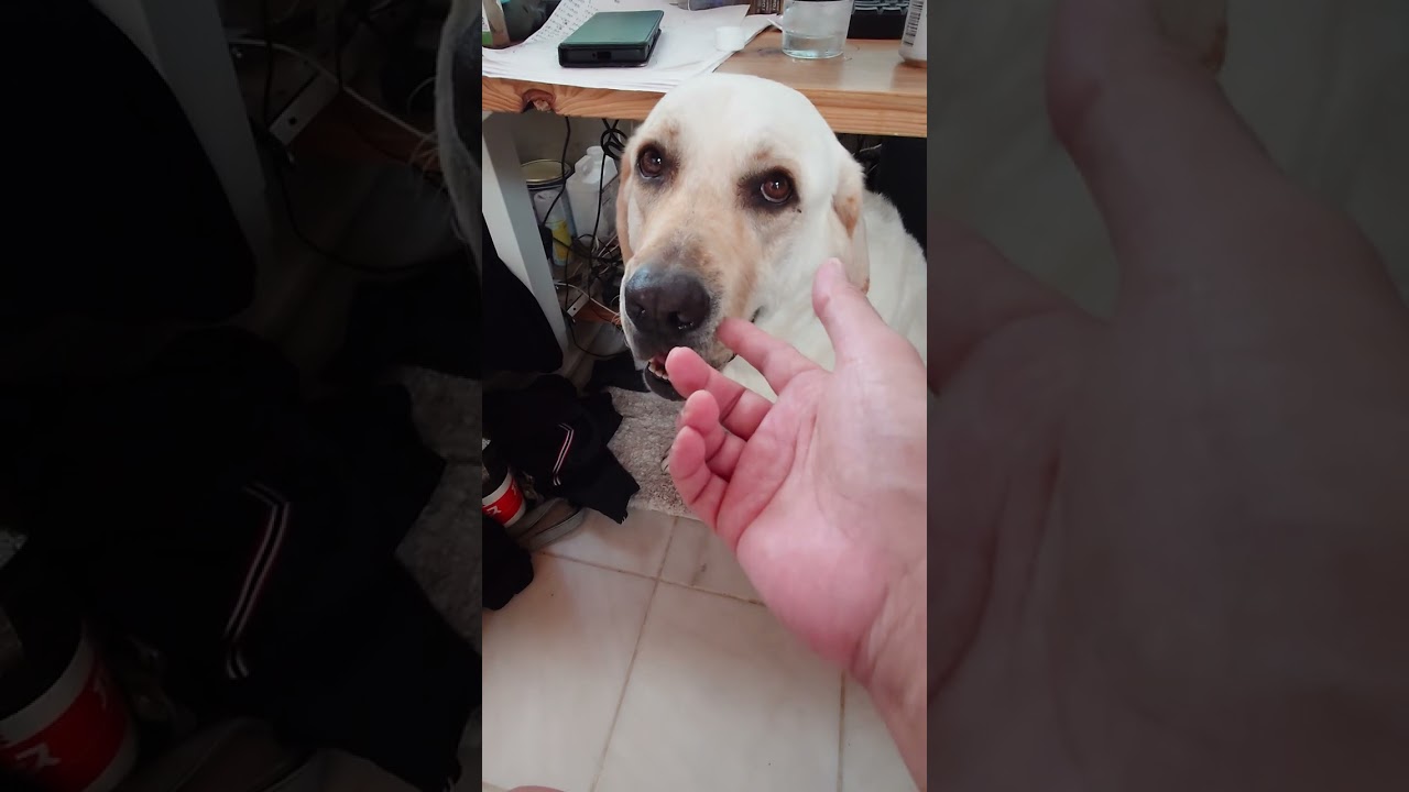 おやつくれ～ラブラドールリトリートバー～可愛い～　#japan #funnydogs  #short #shortsyoutube 2024年6月6日