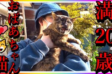 おばあちゃん猫！満20歳と1ヶ月 ! 😸💕今日のお散歩！【猫かわいい】【会津若松】Grandma cat ! 20 years old ! 😸 Today's walk! From Japan