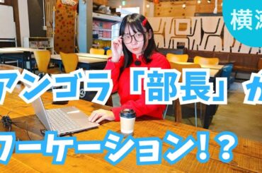 アンゴラ部長が「仕事×旅」で冴えまくり！？横瀬町でワーケーション♪【いまドキッ！埼玉】2025.4.19放送