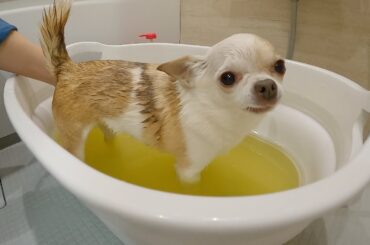 風呂キャン3ヶ月のチワワ洗ってみた