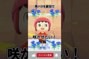 青バラを最短で咲かせたい！！@ほのげ