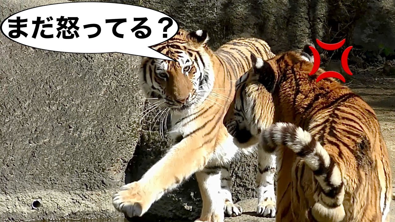 ソーンくん、まだ怒っているの？　逃げるローラちゃん【浜松市動物園】Amur tiger Son-kun Lora-chan Hamamatsu Zoo