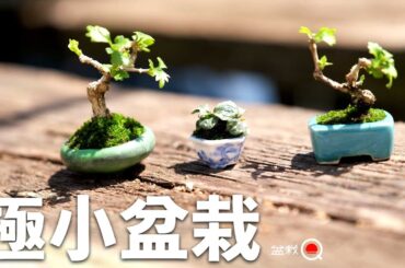 ニオイカエデ、オオバコの極豆盆栽を作ってみました&欅の芽摘み【盆栽Q】